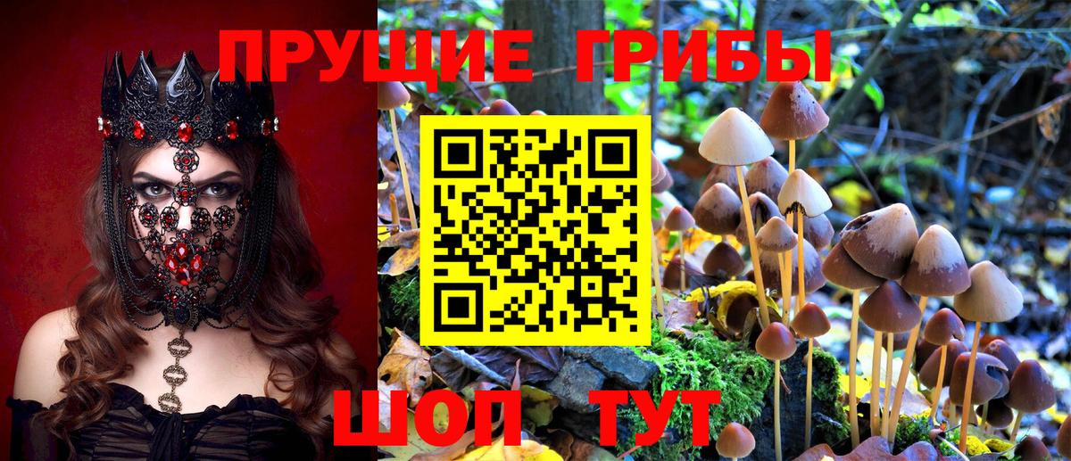 продажа наркотиков  Галлюциногенные грибы GOLDEN TEACHER  Всеволожск  Вход с VPN  Псилоцибиновые грибы MAGIC MUSHROOMS 